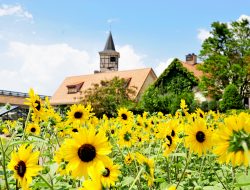 11 Taman Bunga di Jogja 2025 yang Lagi Hits, Instagramable dan Romantis