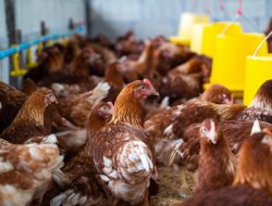 Pakar UGM Soroti Kredit Rp20 Triliun untuk Peternakan Ayam, Usulkan Penguatan Urban Farming